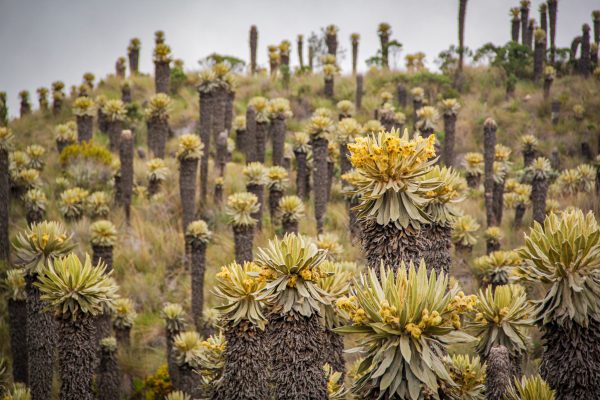 “La foto se la pueden tomar sin abrazar al frailejón”: Alcaldesa de Murillo a turistas